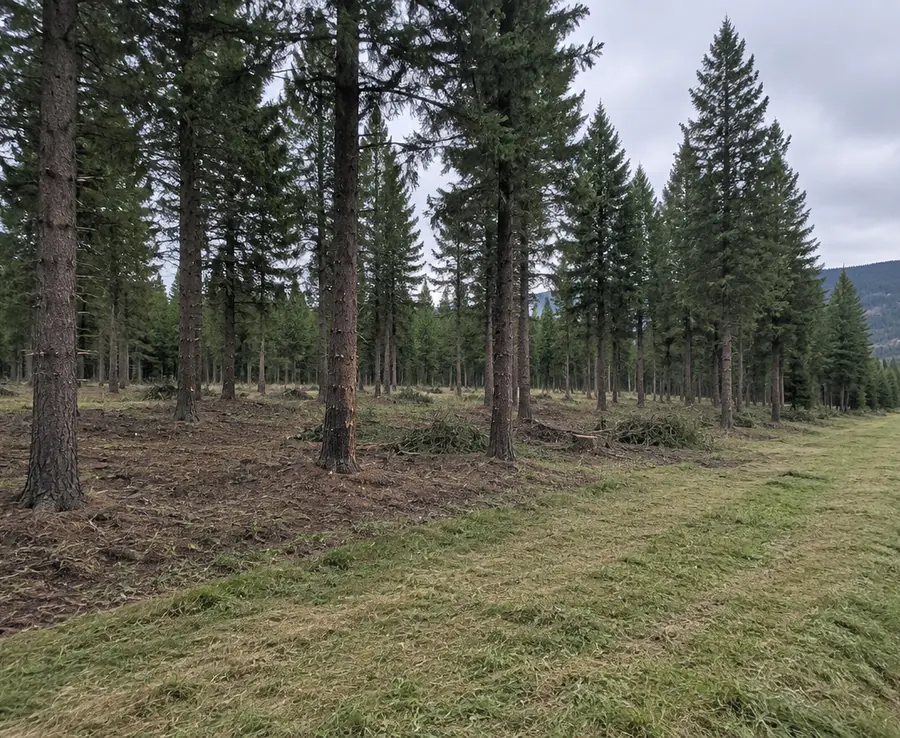 Evergreens limbed up and spaced with a mown firebreak along the forest edge